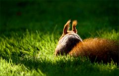 Eichhörnchen Eichhörnchen