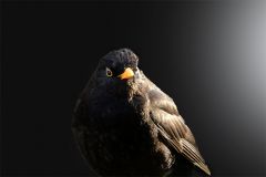 Amsel Amsel