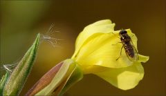 Schwebfliege im November