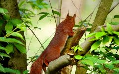 Eichhörnchen Eichhörnchen