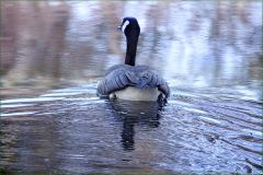 Kanadagans Kanadagans