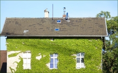 Hausfassade mit Efeu bewachsen Hausfassade mit Efeu bewachsen