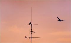 Antenne Antenne
