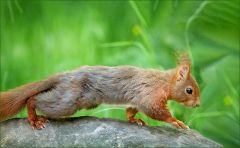 Eichhörnchen Eichhörnchen