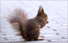 Eichhörnchen Eichhörnchen