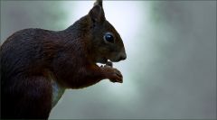 Eichhörnchen