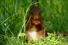 Eichhörnchen Eichhörnchen