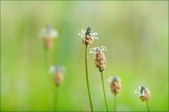 Spitzwegerich Spitzwegerich