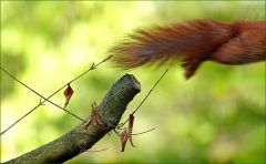 Flughörnchen......... Flughörnchen.........