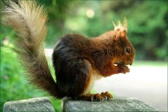 Eichhörnchen Eichhörnchen