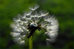 Löwenzahn Löwenzahn