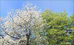 Voll erblühter Baum Voll erblühter Baum
