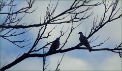 Zwei Tauben Zwei Tauben