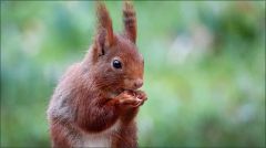 Eichhörnchen Eichhörnchen