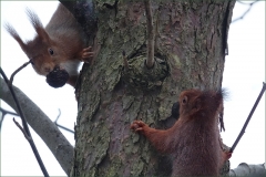 Zwei Eichhörnchen