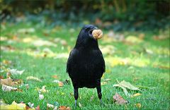 Rabe mit einer Walnuss Rabe mit einer Walnuss