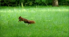 Eichhörnchen Eichhörnchen