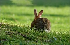 Wildkaninchen Wildkaninchen