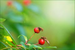 Zwei Hagebutten Zwei Hagebutten