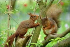 Eichhörnchen - 2 Eichhörnchen - 2