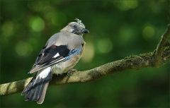 Eichelhäher Eichelhäher