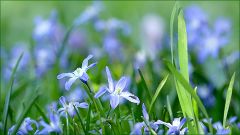 Blausterne Blausterne