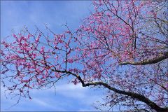 Viele kleine rote Blüten Viele kleine rote Blüten