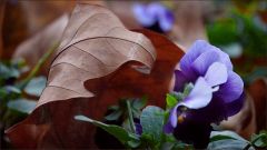 Stiefmütterchen im Laub