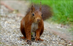 Eichhörnchen Eichhörnchen