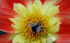 Hummel in einer Dahlie