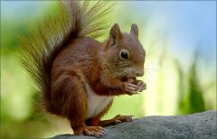 Eichhörnchen Eichhörnchen