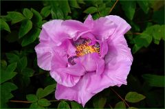 Pfingstrose Pfingstrose