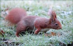 Eichhörnchen auf einer Wiese mit Raureif