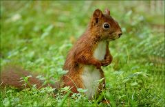 Eichhörnchen Eichhörnchen