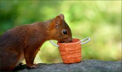 Die Erdnuss liegt unten Die Erdnuss liegt unten