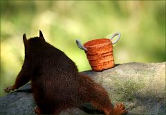 Dann kam ein anderes Eichhörnchen Dann kam ein anderes Eichhörnchen