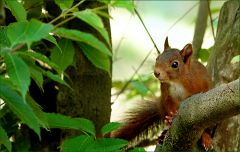 Eichhörnchen Eichhörnchen