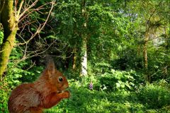 Eichhörnchen Eichhörnchen