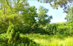 Sommerwiese Sommerwiese