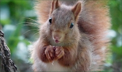 Eichhörnchen