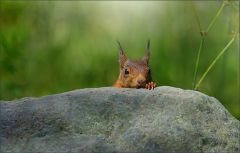 Eichhörnchen Eichhörnchen