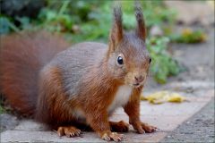 Eichhörnchen Eichhörnchen