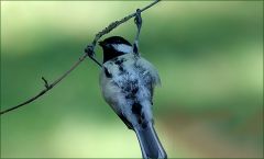 Kohlmeise an einem Zweig