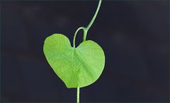 Grünes Herzblatt Grünes Herzblatt