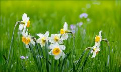 Narzissen Narzissen