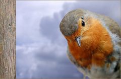 Rotkehlchen Rotkehlchen