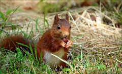 Eichhörnchen Eichhörnchen