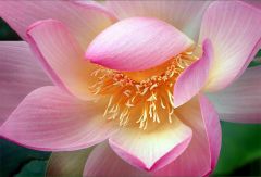 Lotosblume Lotosblume