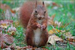 Eichhörnchen Eichhörnchen