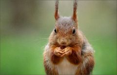 Eichhörnchen Eichhörnchen